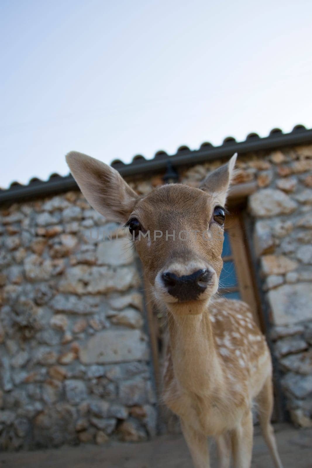 Deer