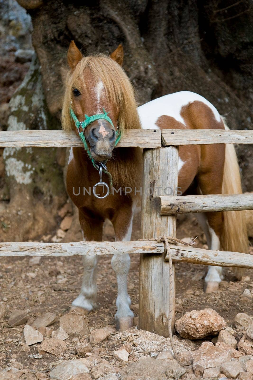 Pony