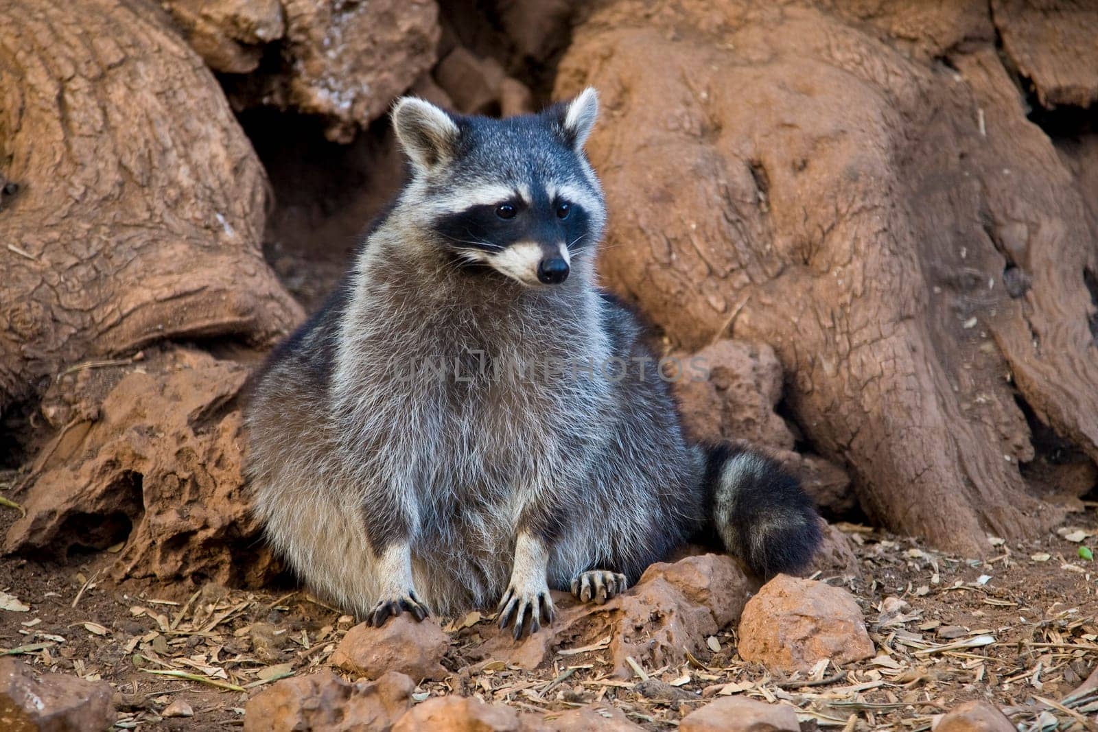 Raccoon