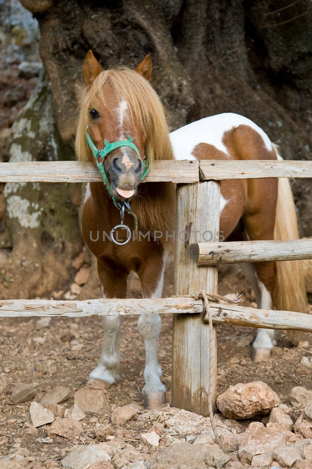 Pony