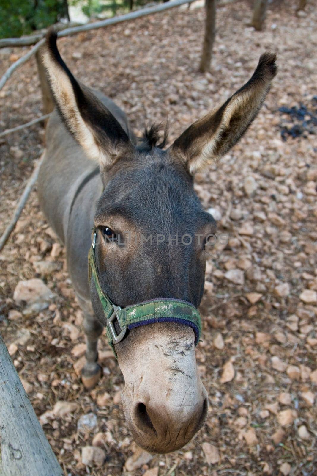 Donkey