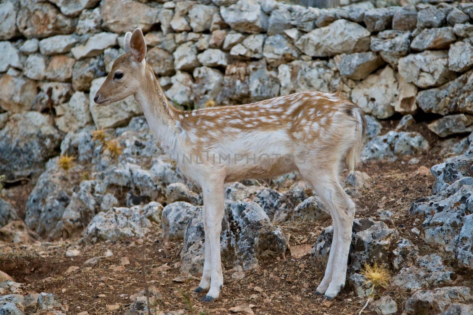 Deer