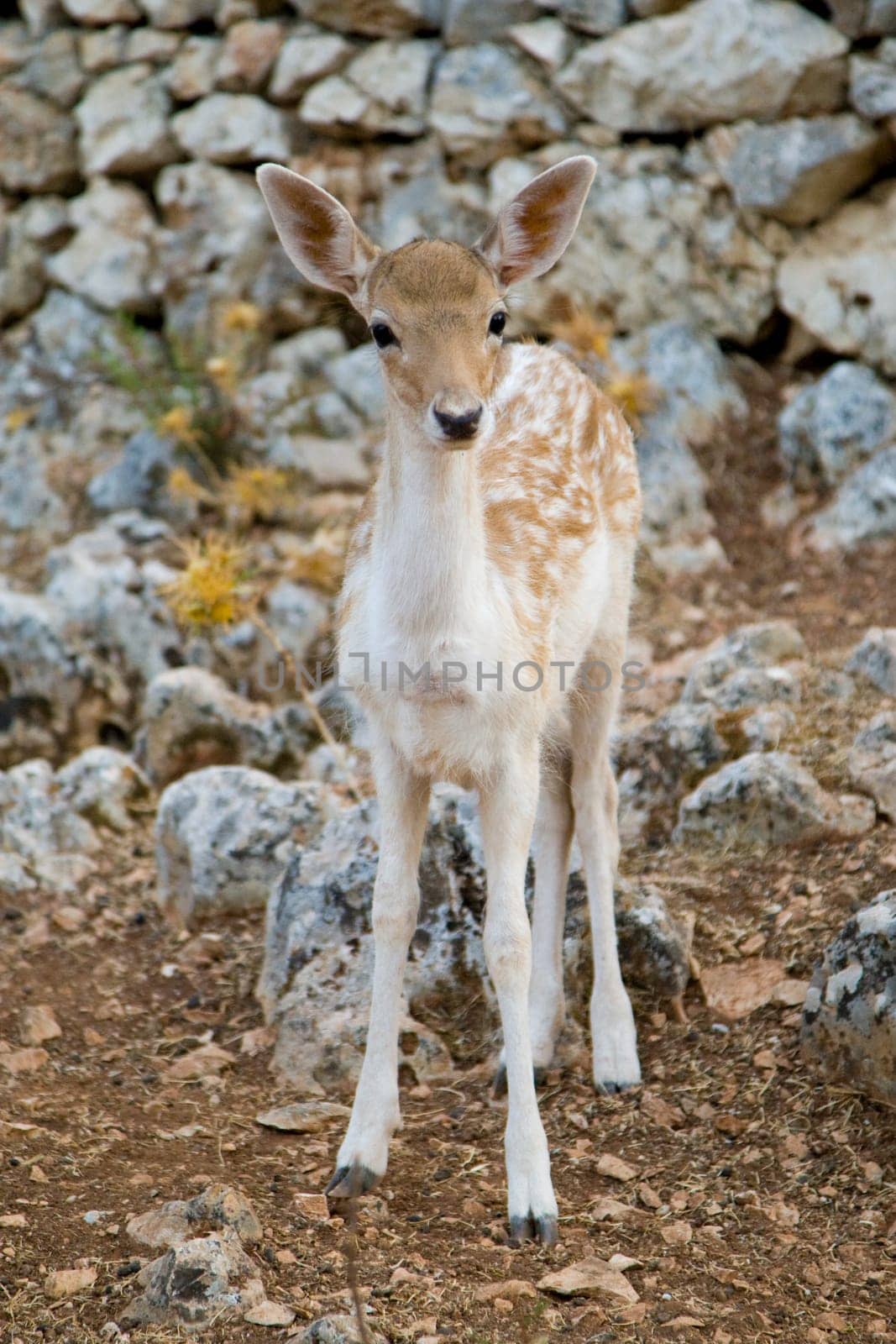 Deer