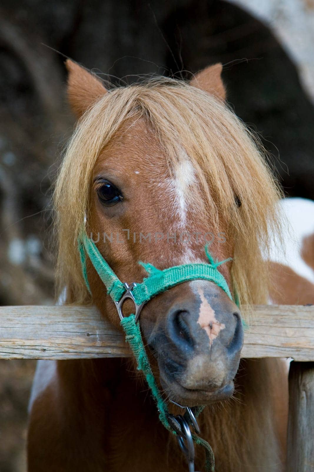 Pony