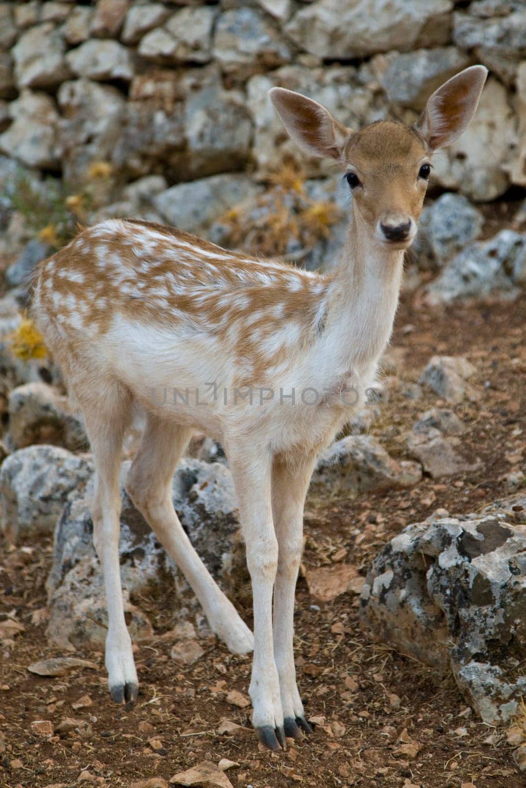 Deer