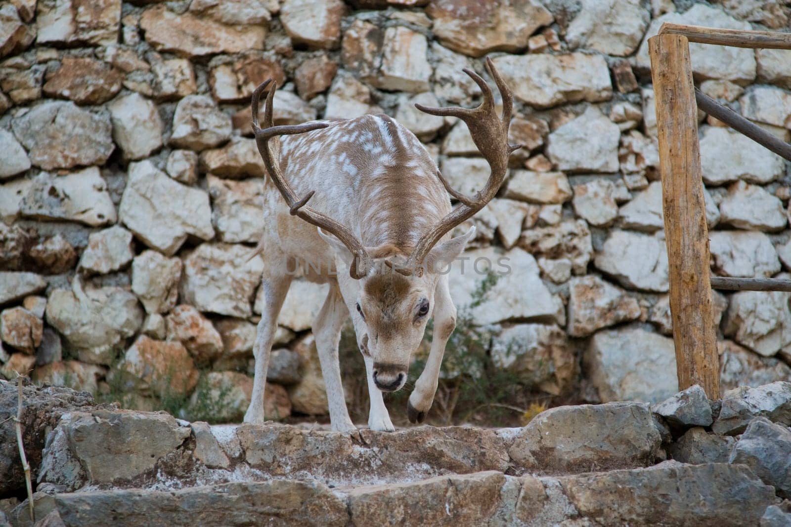 Deer