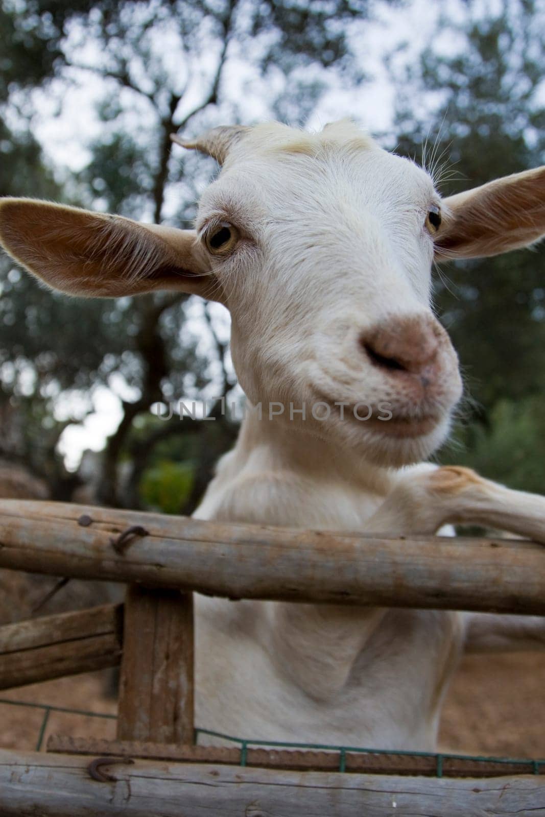 Goat