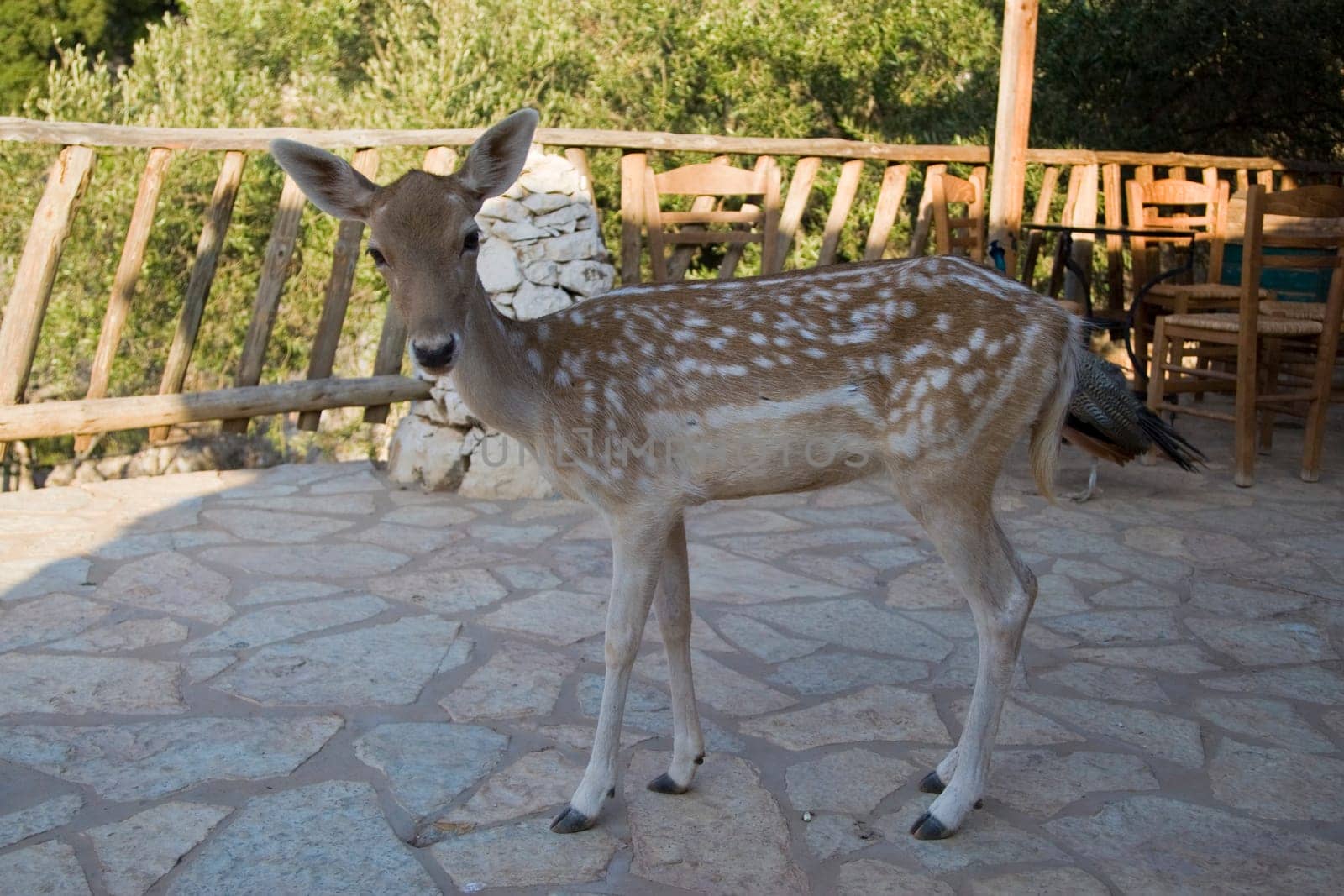 Deer