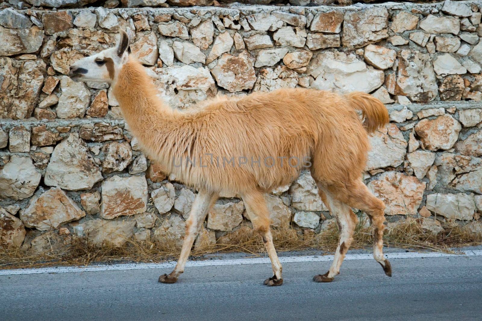Llama