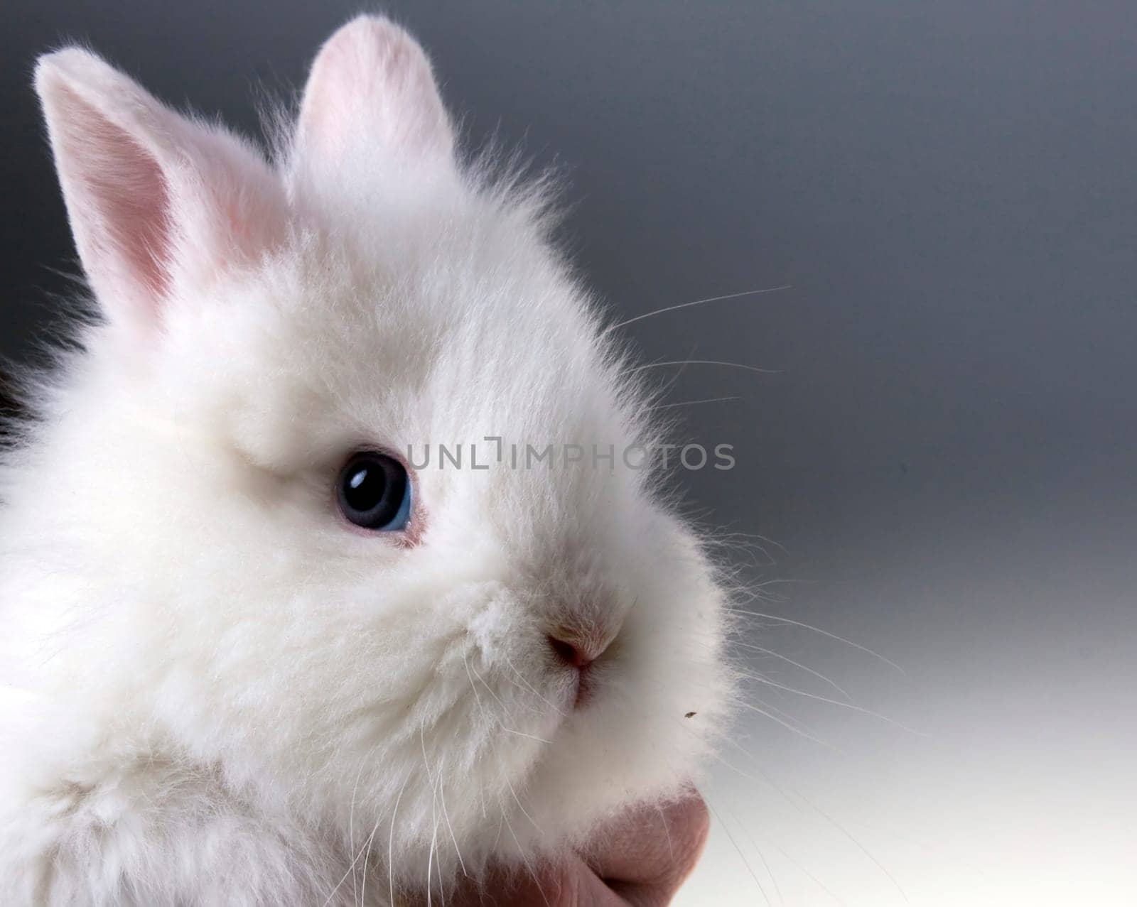 Cute baby rabbit