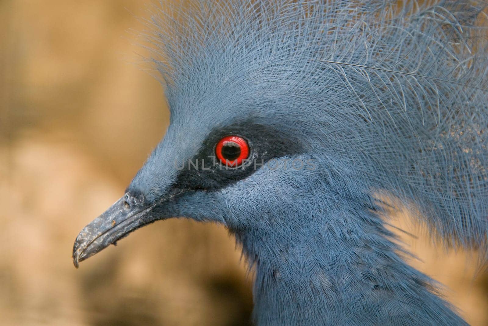 Western Crowned Pigeon