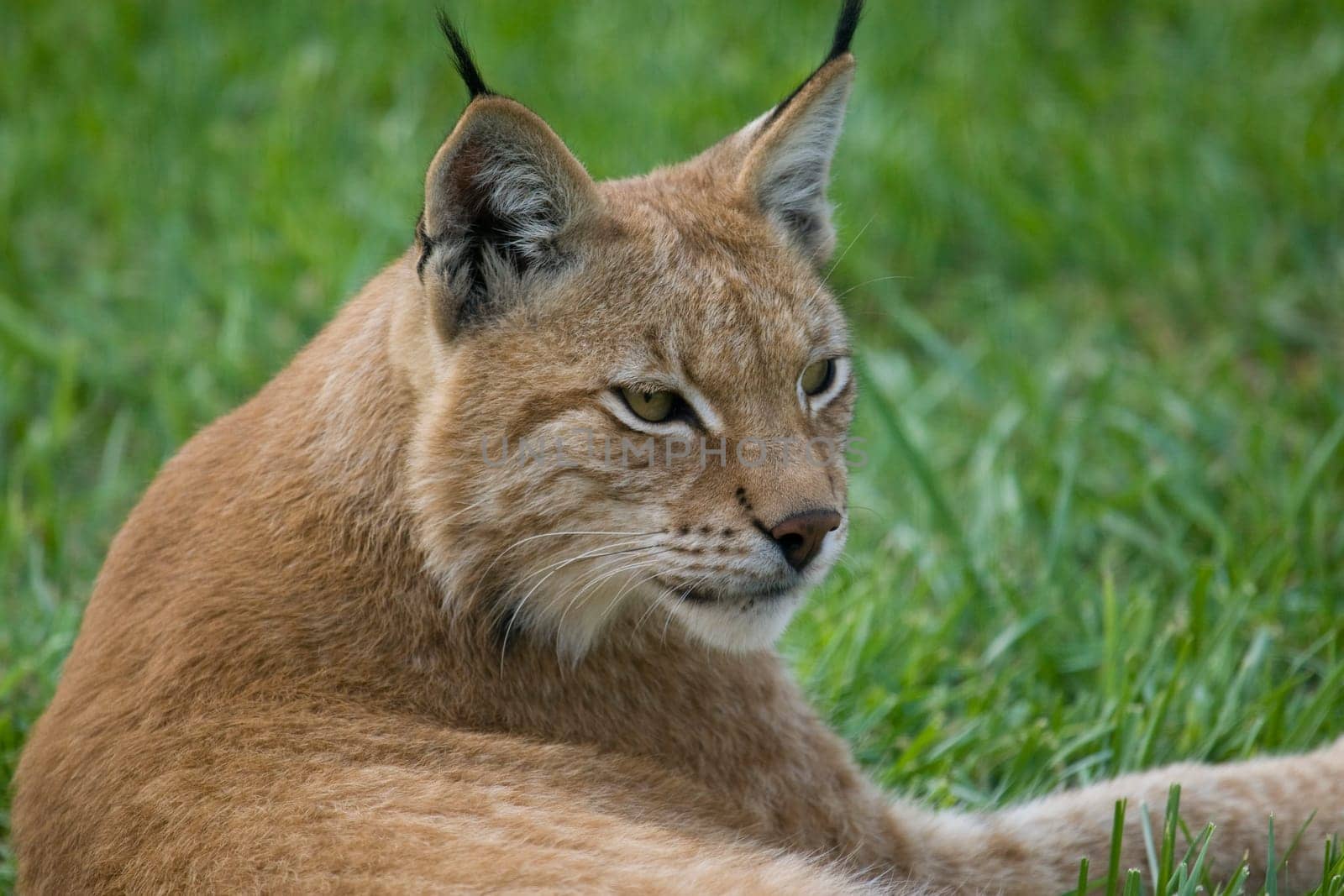 Lynx Portrait