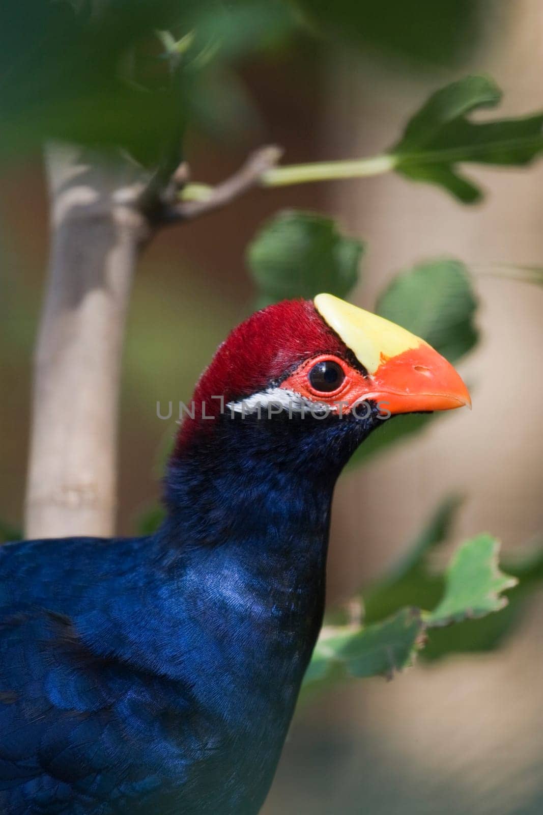 Violet Turaco Portrait