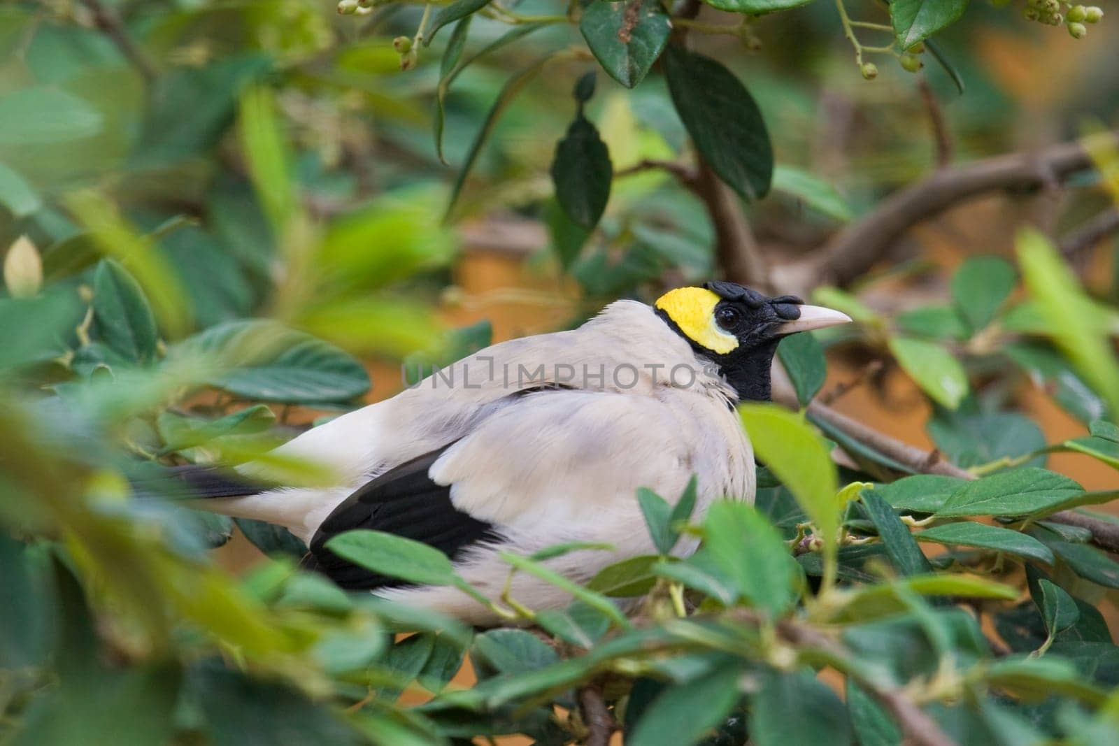 Bird Portrait
