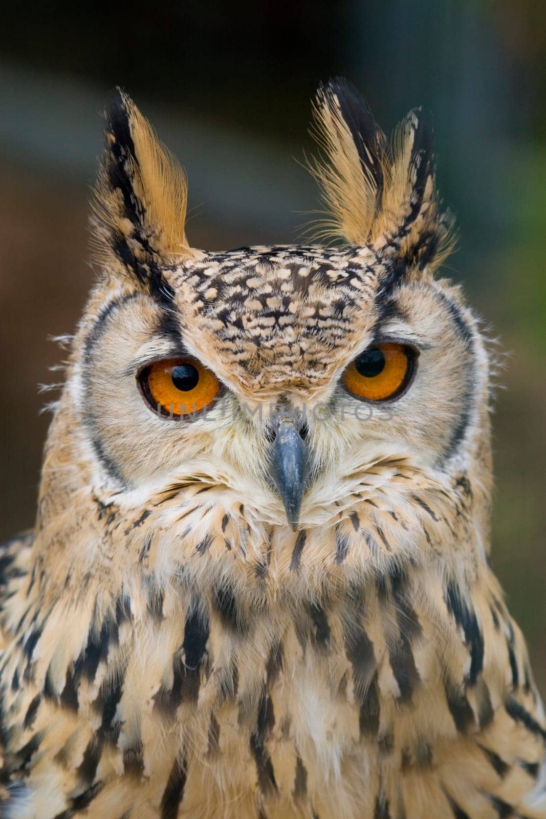 Eagle Owl Portrait