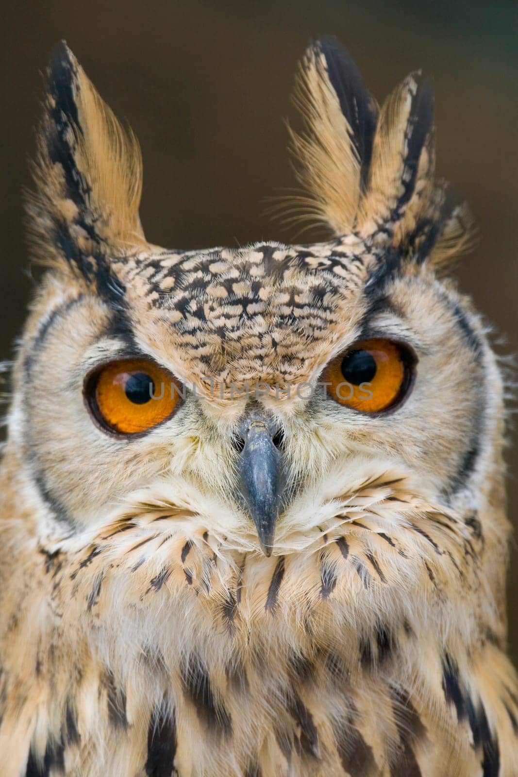 Eagle Owl Portrait