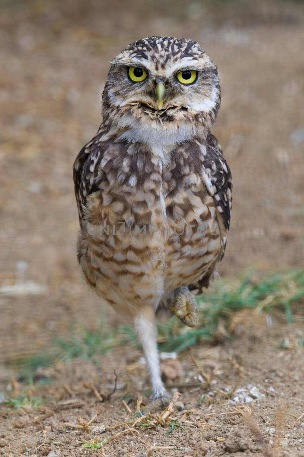 Burrowing Owl Portrait