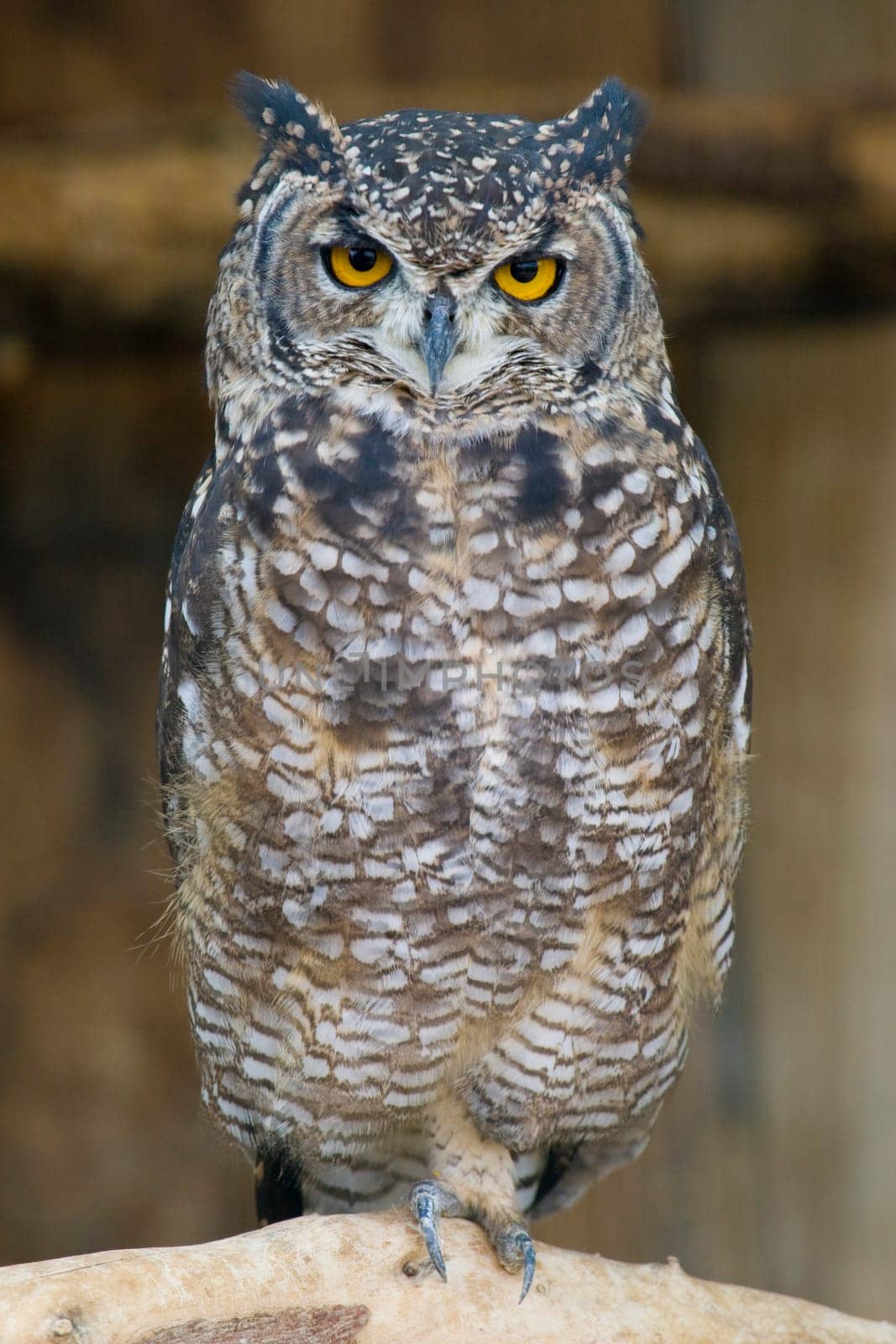 Spotted Eagle Owl Portrait