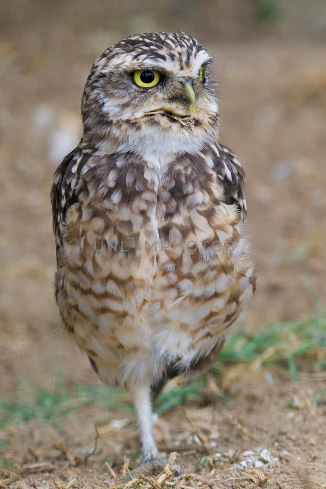 Burrowing Owl Portrait