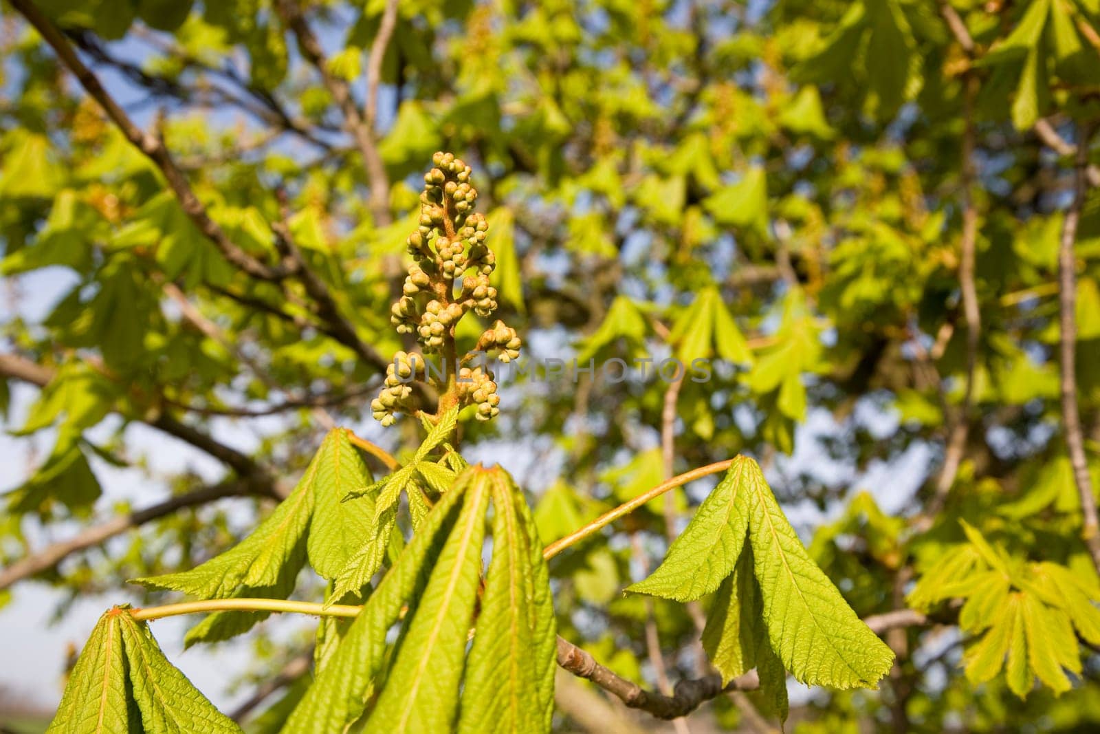 Chestnut flowers and leaves
