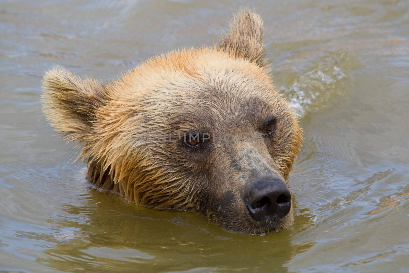 Bear Swimming