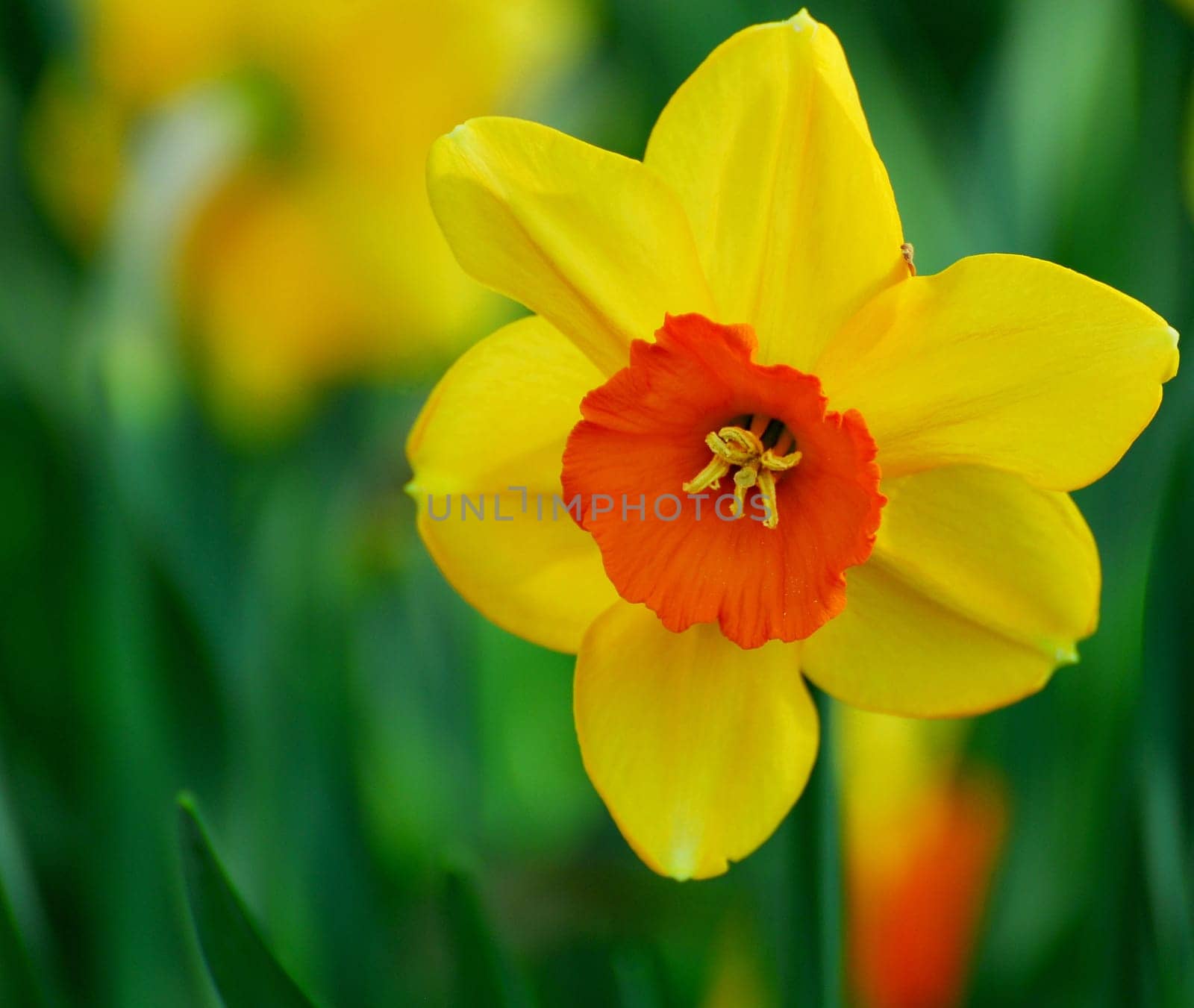 daffodil