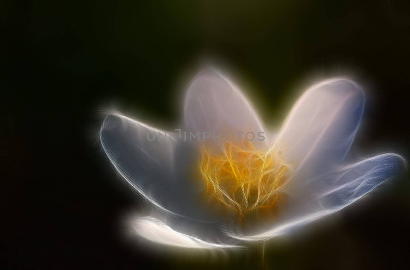 Wood anemone