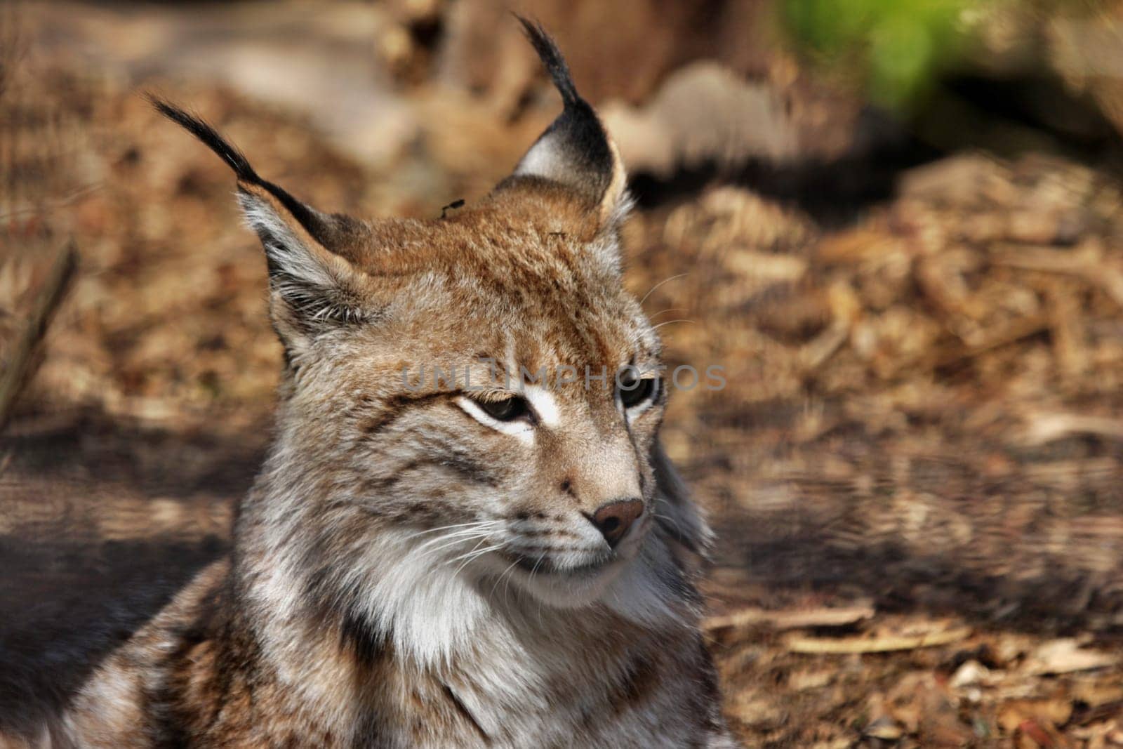 Lynx