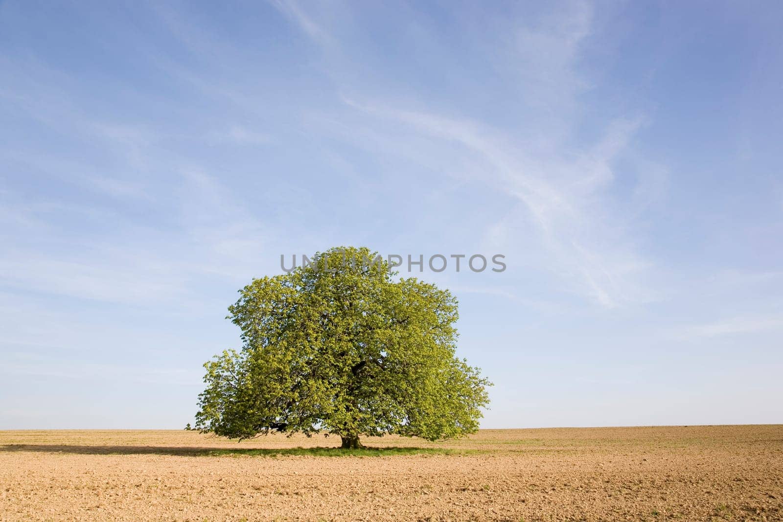 Chestnut tree in spring (seasons)