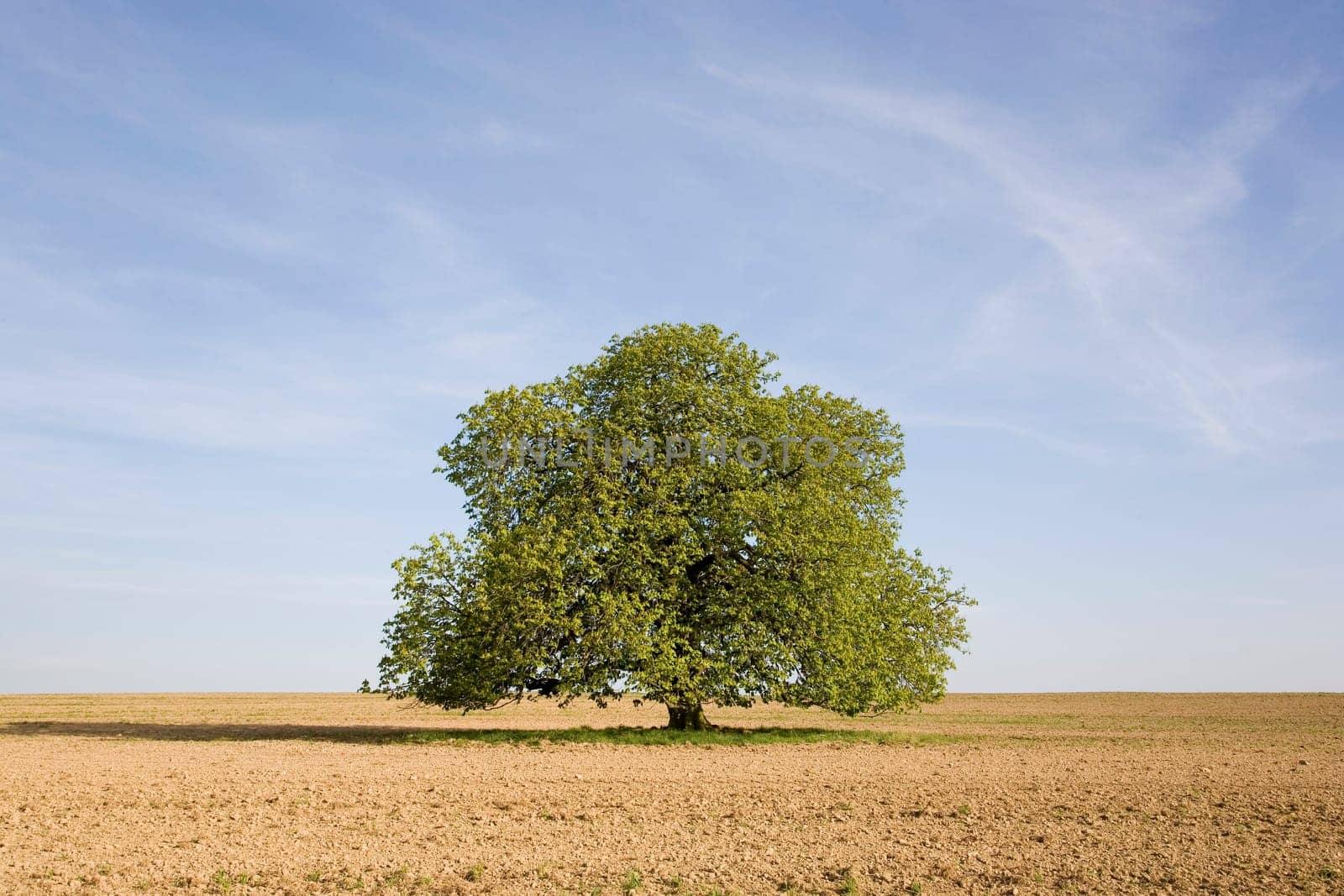 Chestnut tree in spring (seasons)