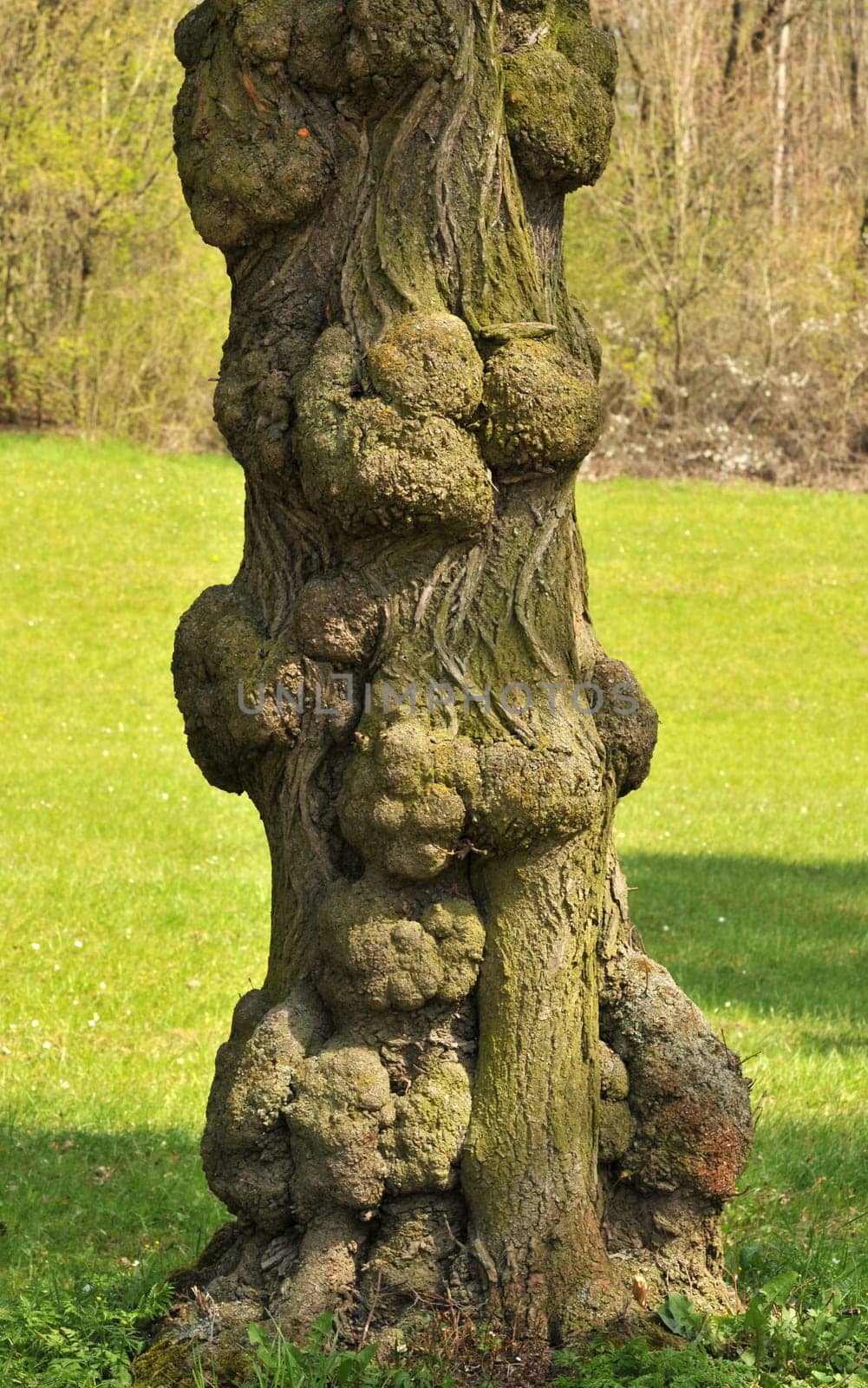 gnarled...