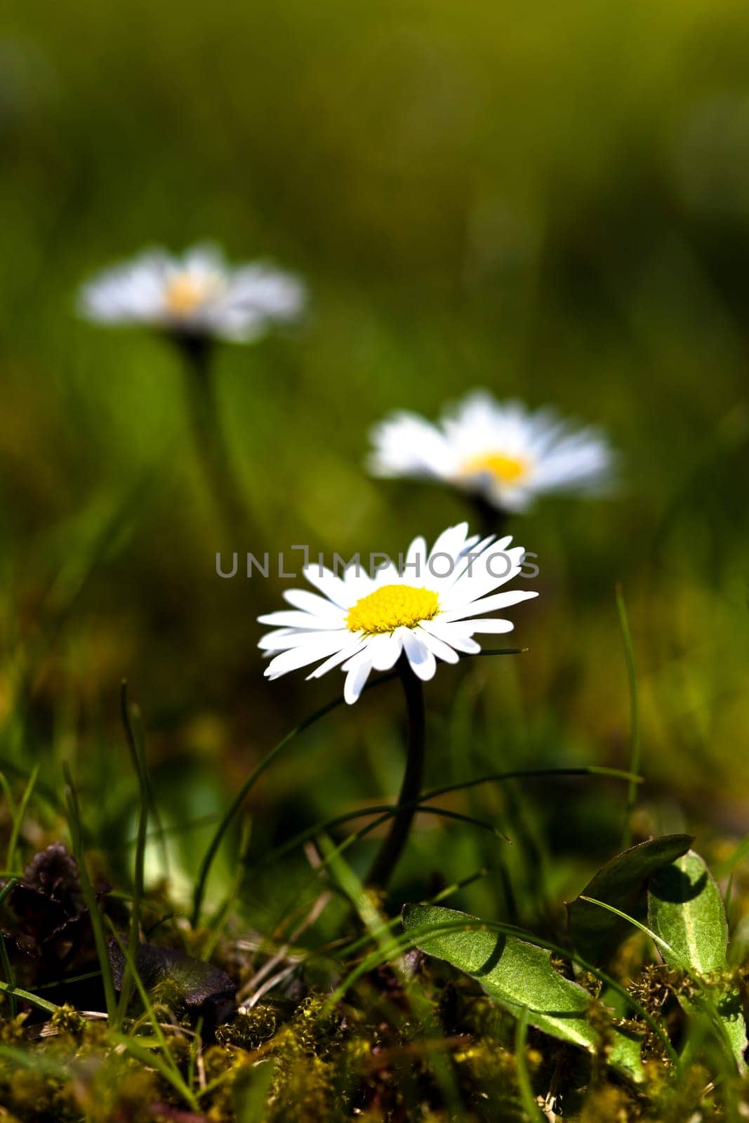 Daisy