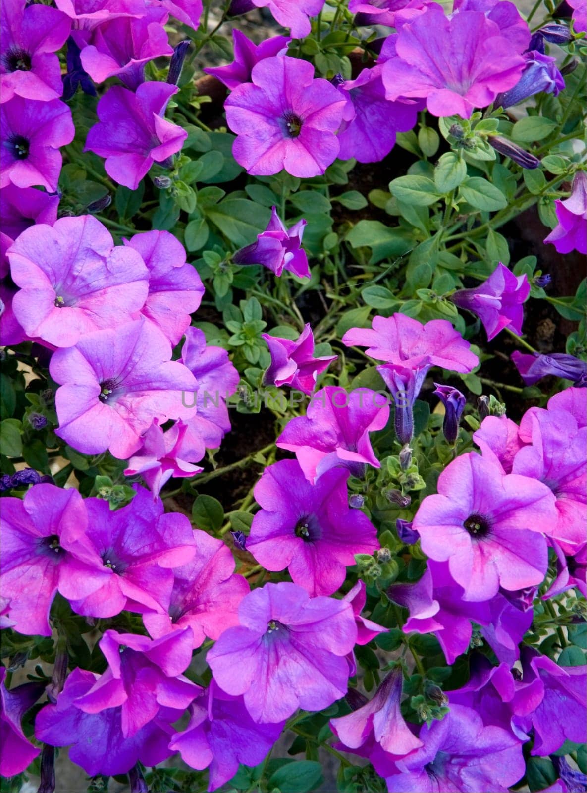 Violet petunias