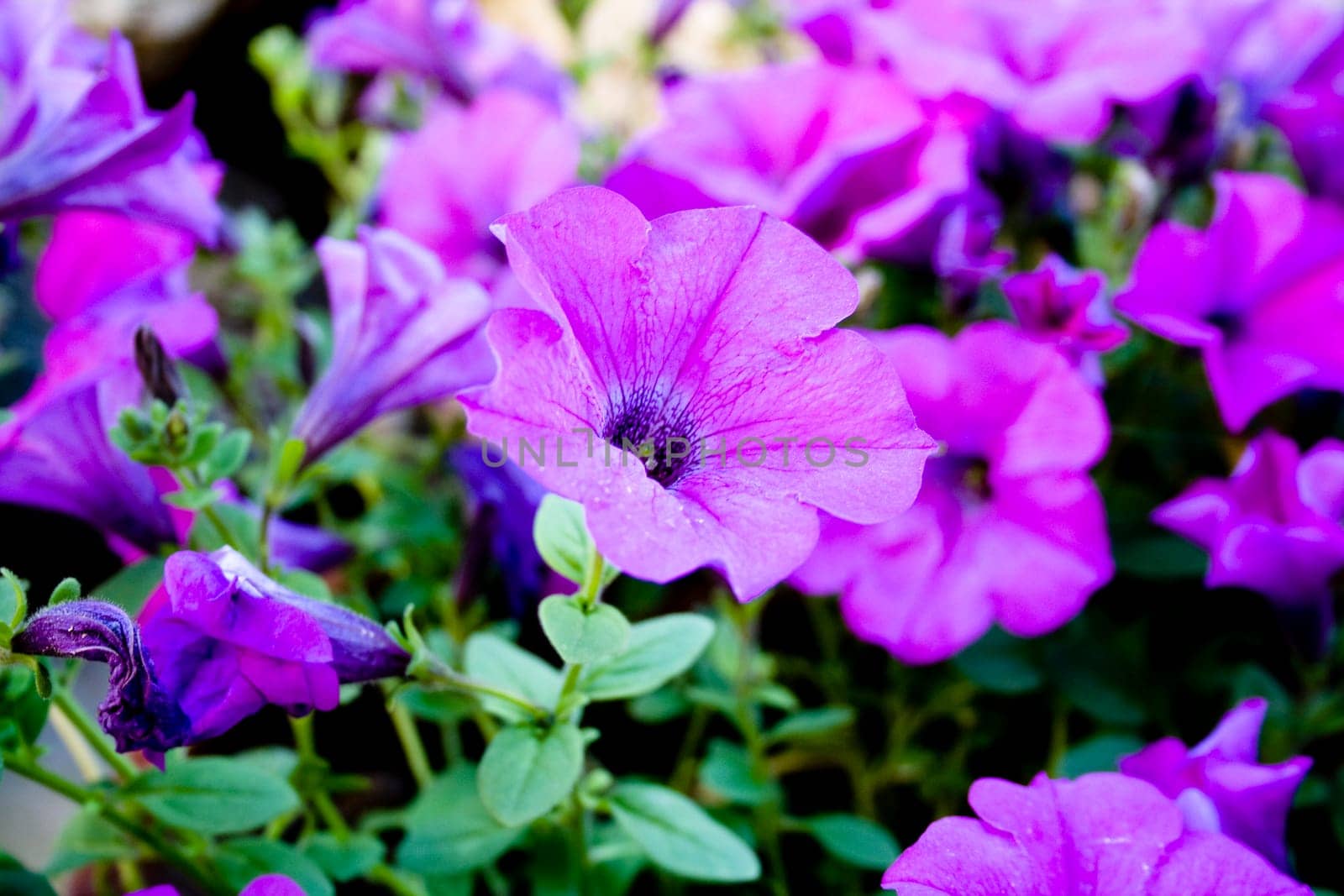 Purple petunias