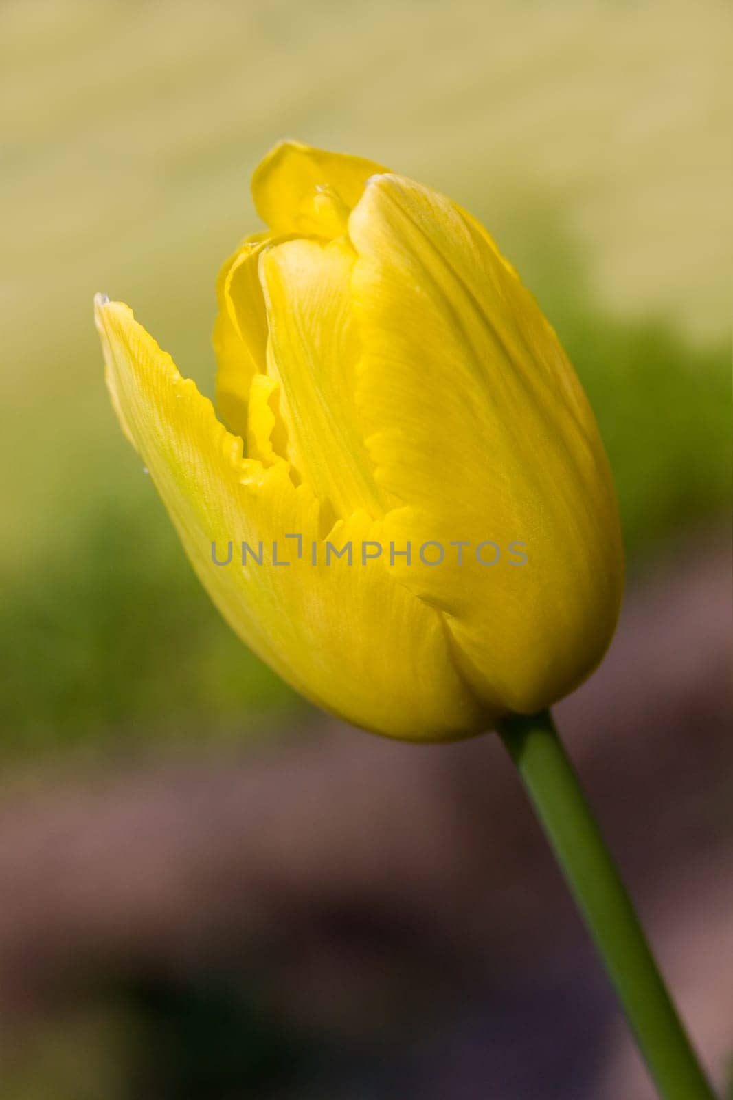 Tulip - yellow ,macro