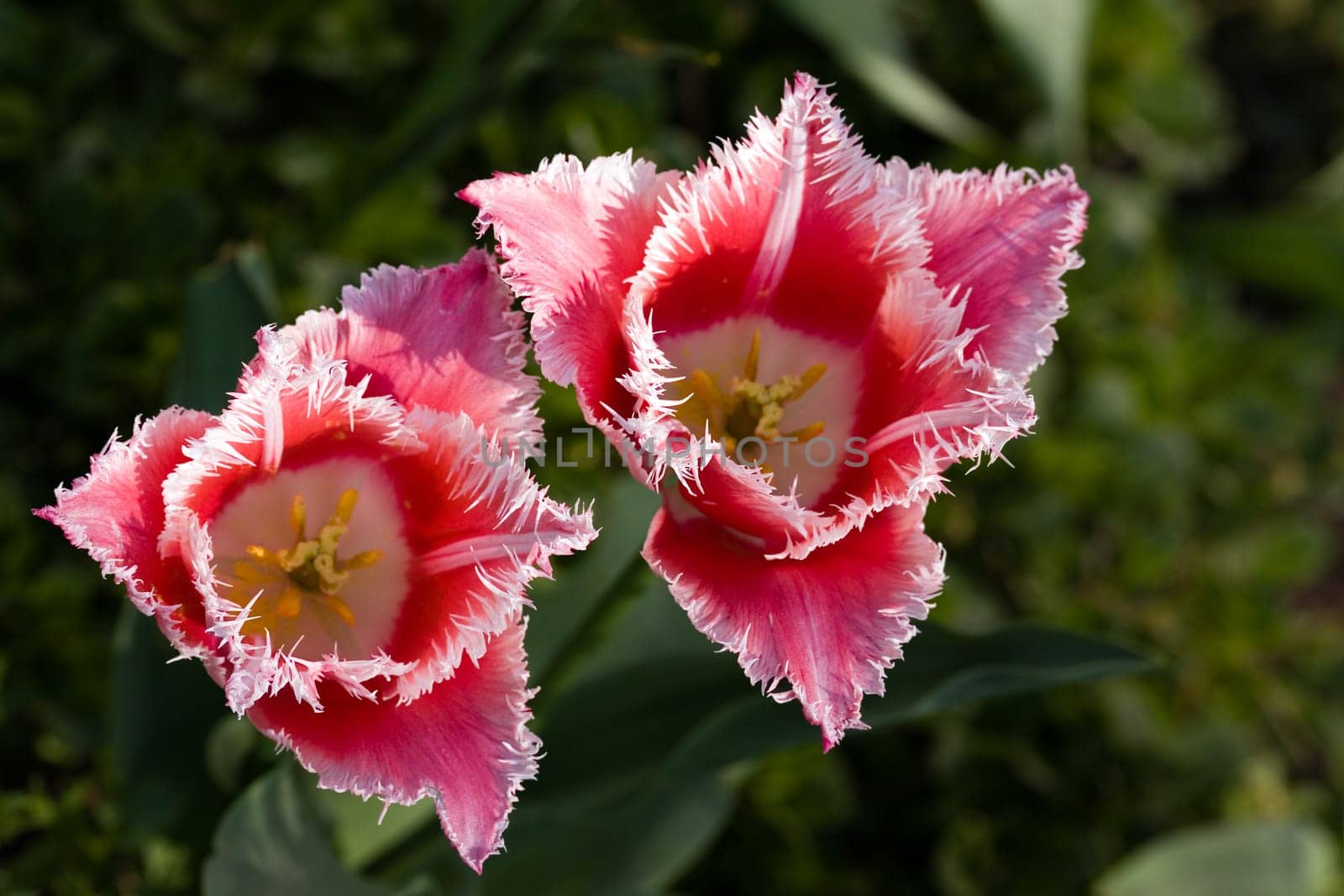 Tulip - red,macro