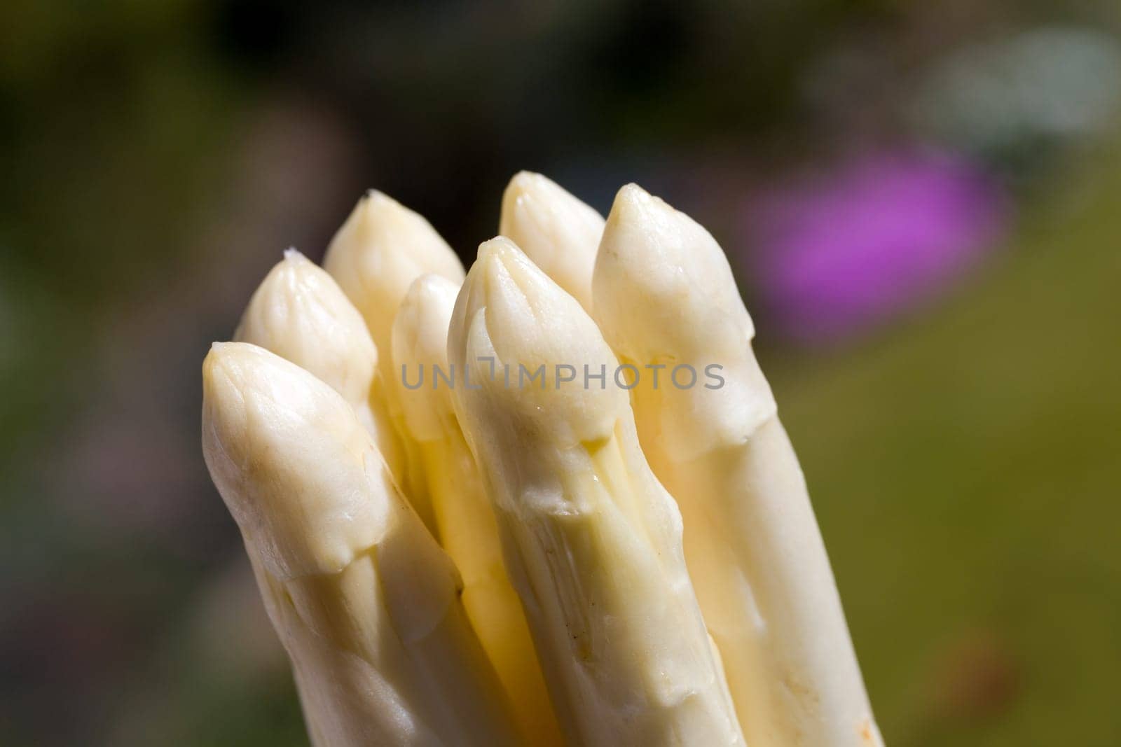 White asparagus