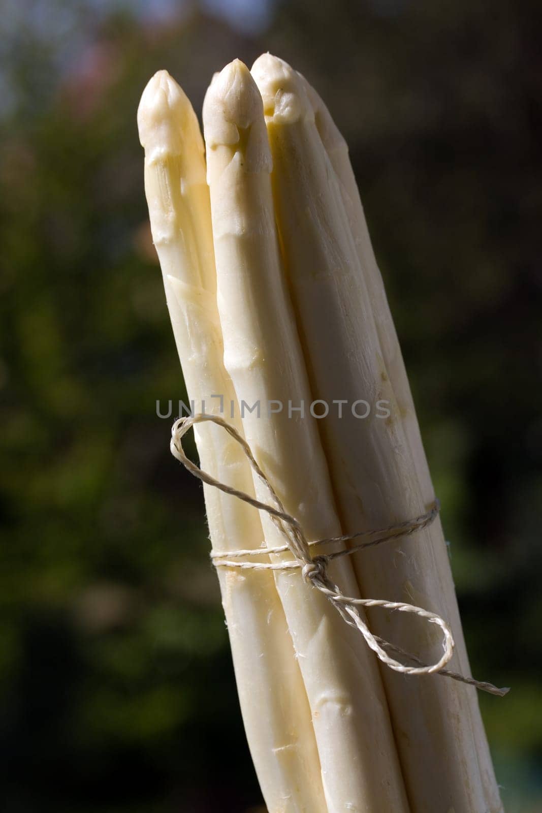 White asparagus