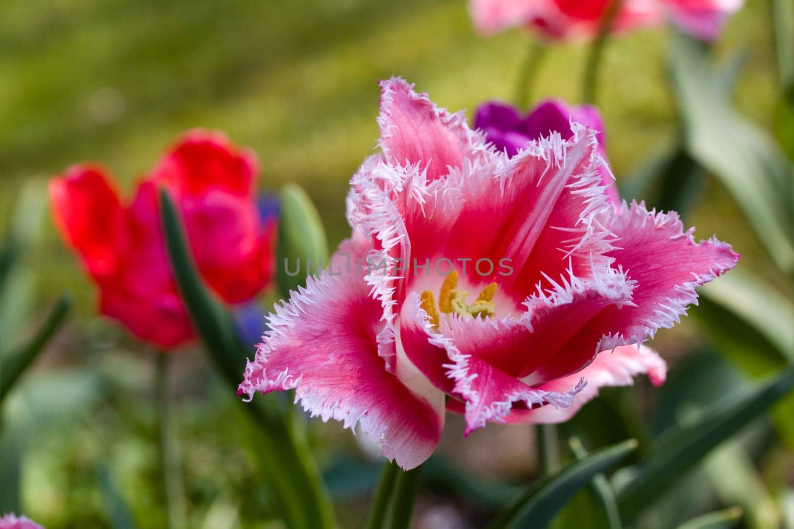 Tulip - red,macro