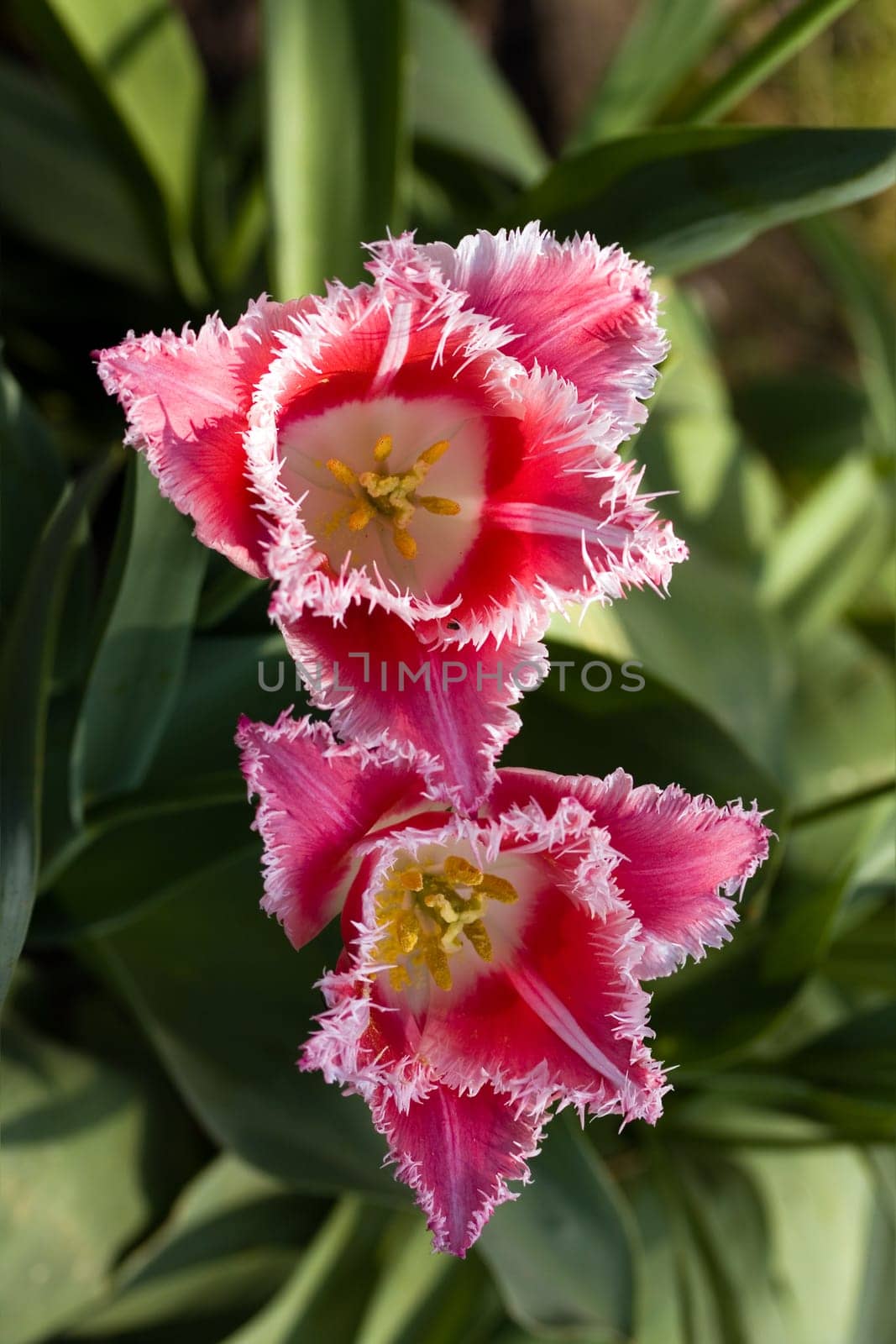 Tulip - red,macro