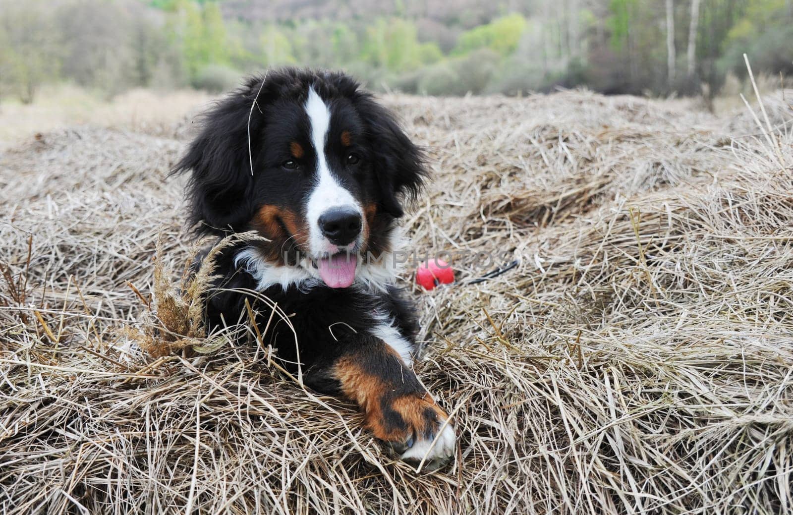 Playing in the straw