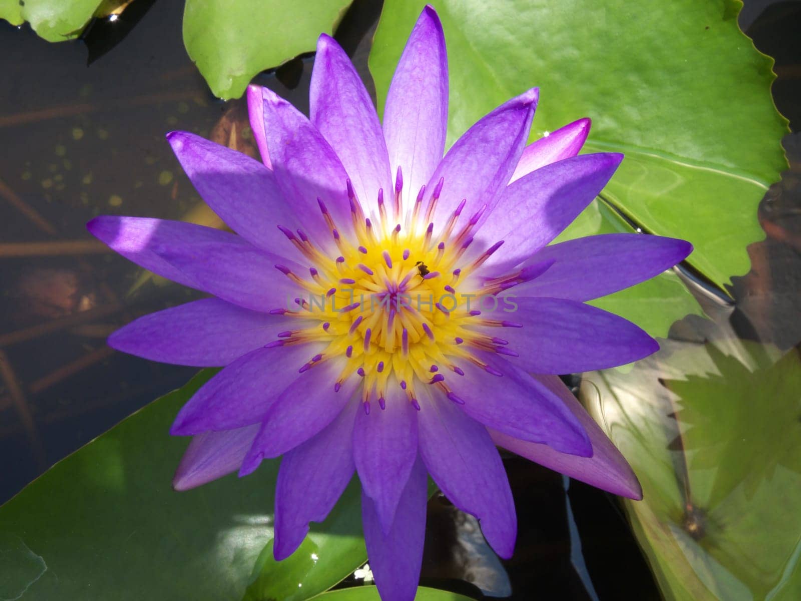 water lily