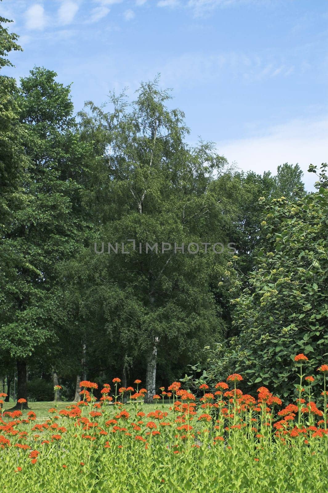 Red Flowers in Summer Park