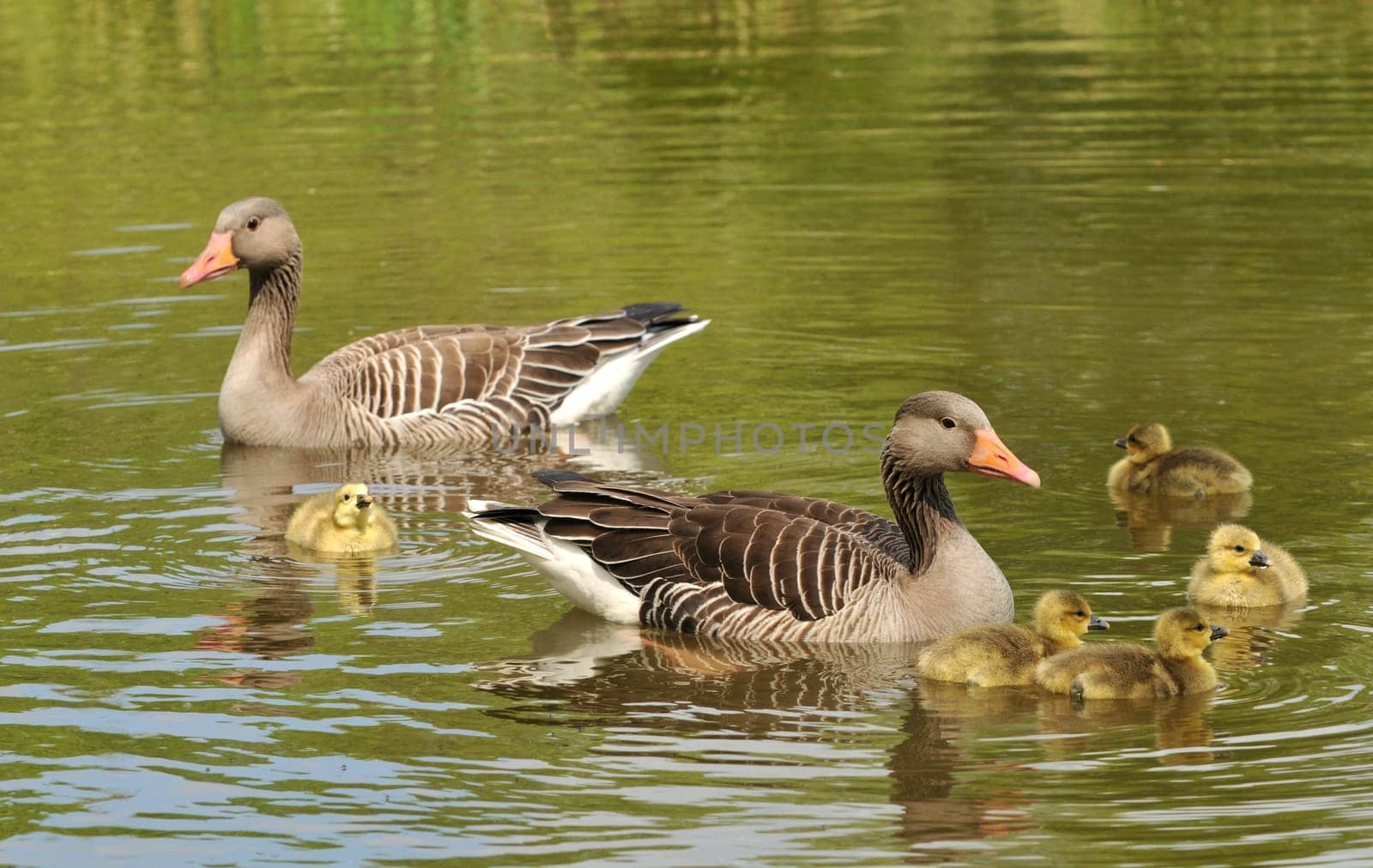 Offspring of the greylag geese