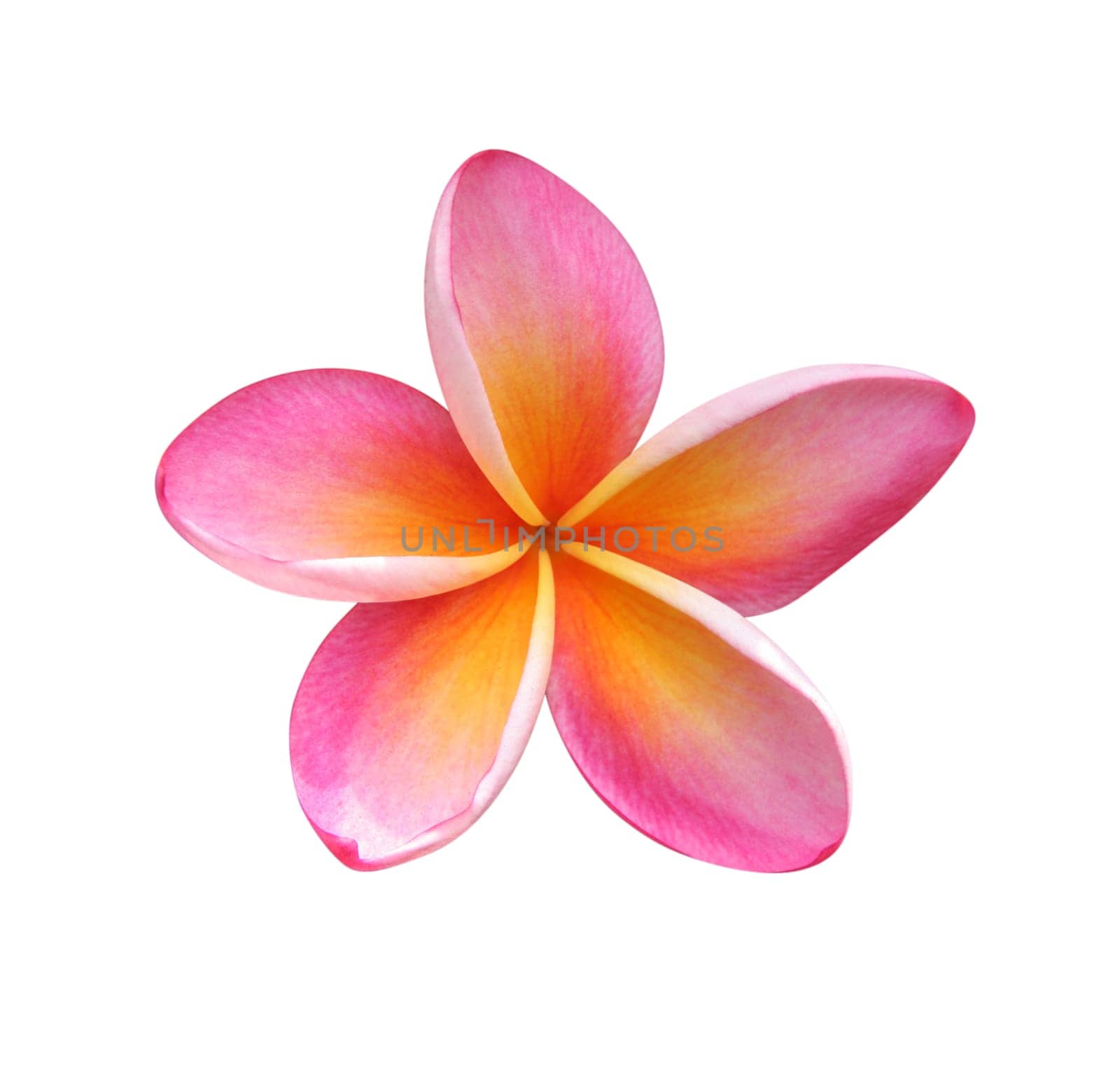 Frangipani - isolated,path included