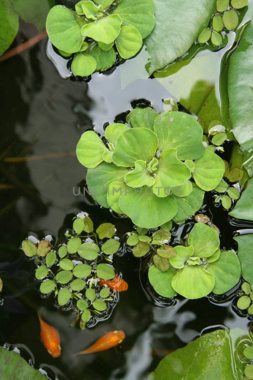 Floating plants in a pond
