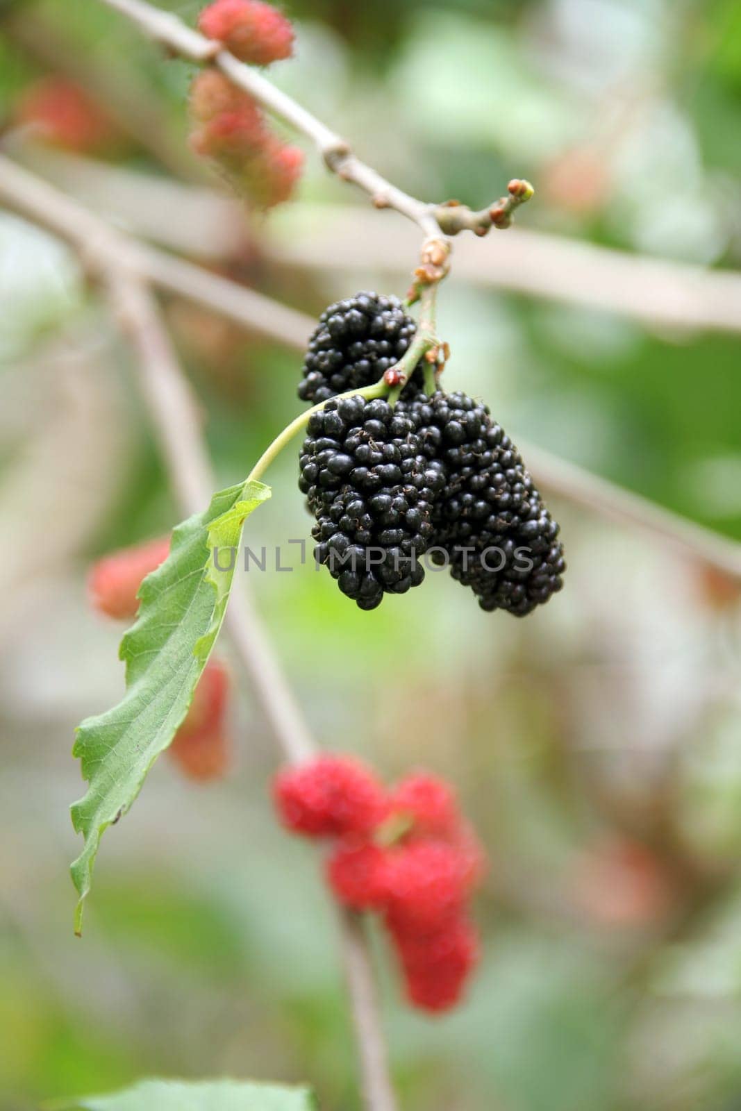 Berry fruit in nature