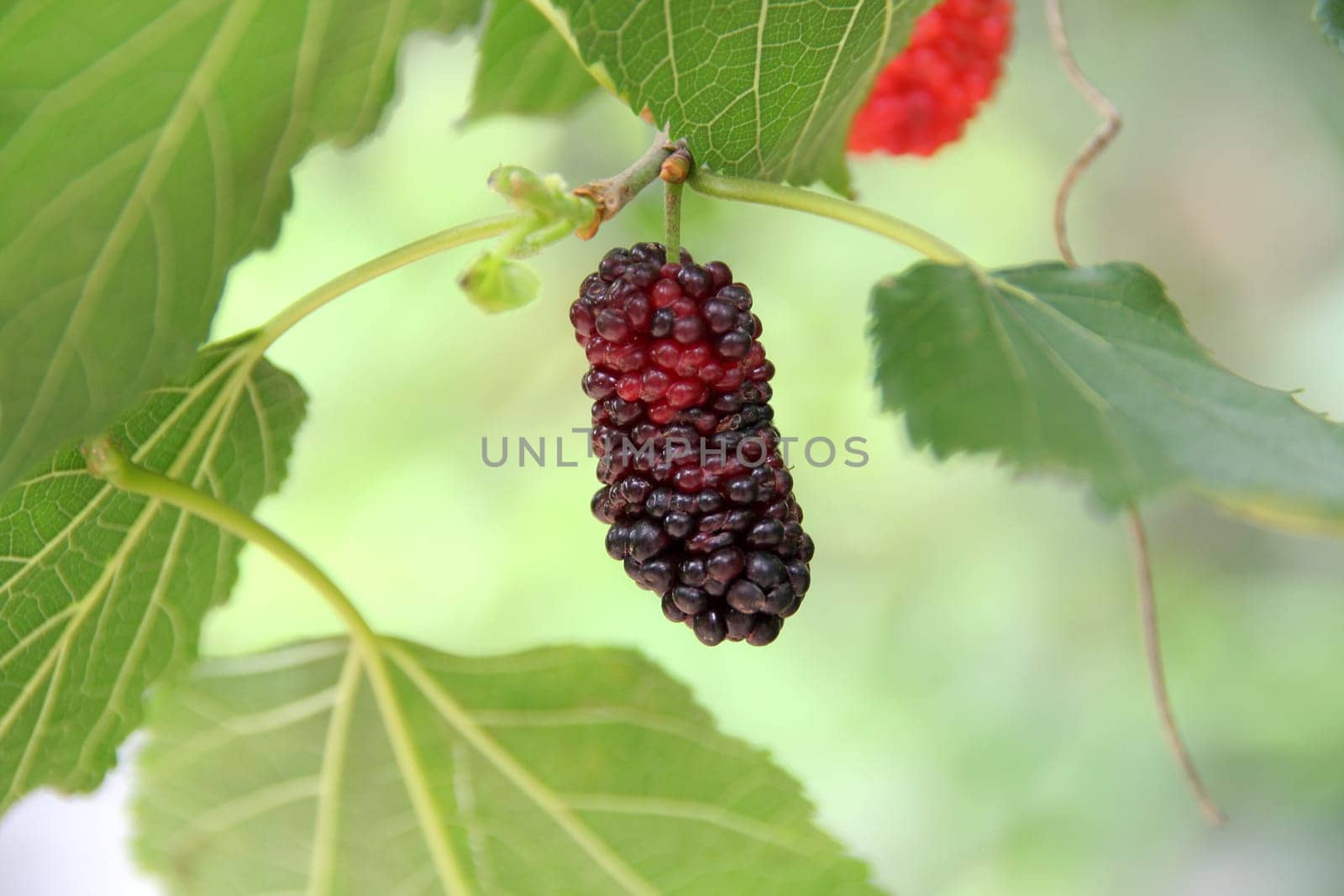 Berry fruit in nature