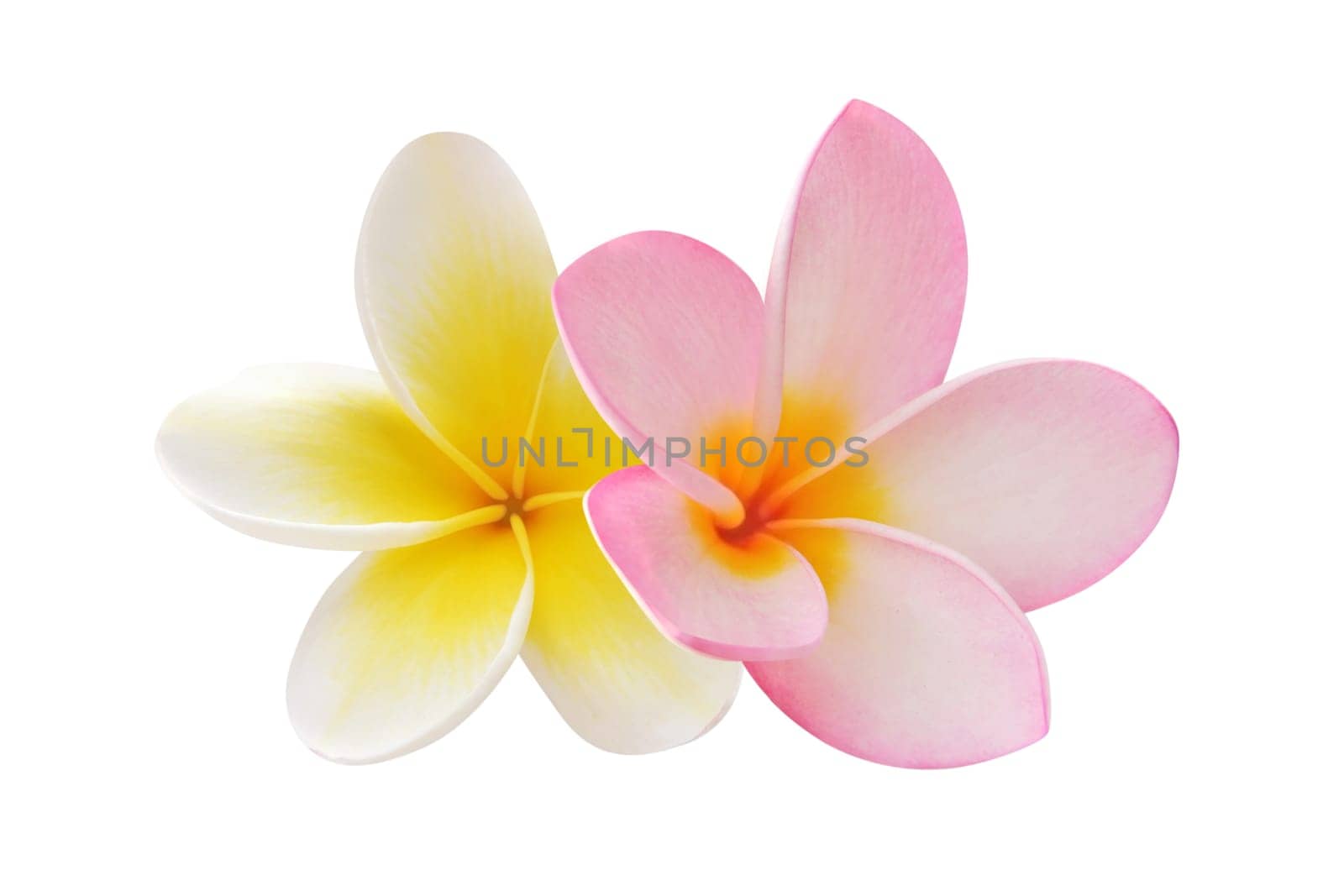 Two frangipani flowers isolated on white