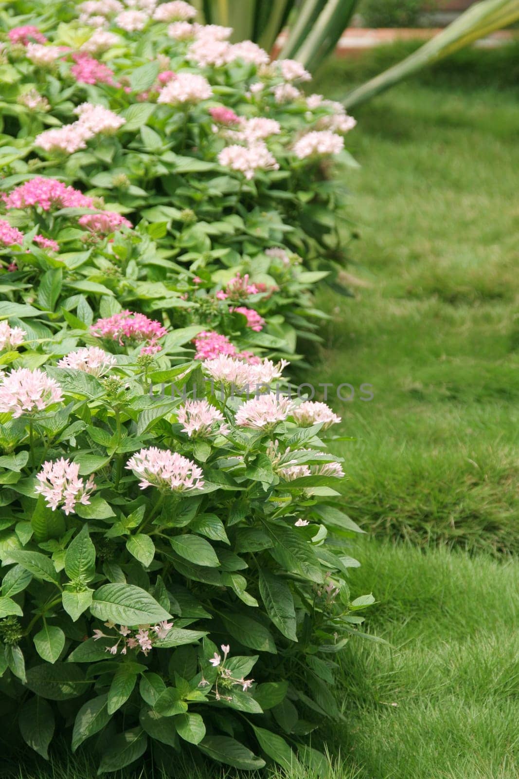 Landscaped garden
